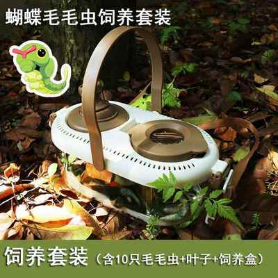真活体蝴蝶幼虫蛹卵养殖昆爬虫宠物蝴蝶放飞饲养糖宝毛毛虫蚕宝宝