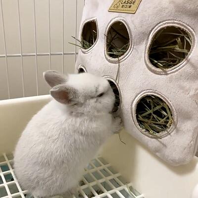 拉士格手工小宠草袋 兔子大容量草架龙猫荷兰猪豚鼠草筐草篮子