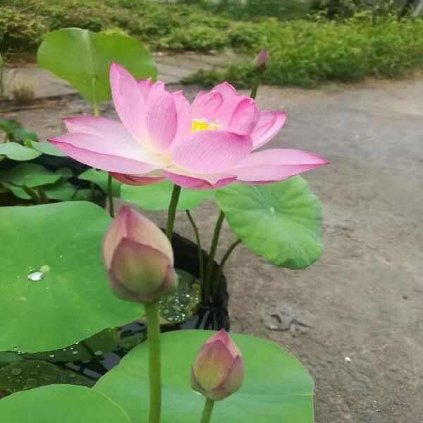 水生植物碗水盆盒花盆无盆不漏水钵花莲加厚莲睡孔水育苗莲荷营养