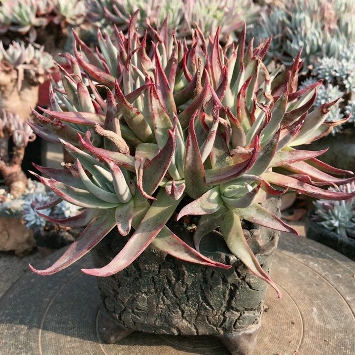 多肉植物仙女杯15头高桩鱿鱼