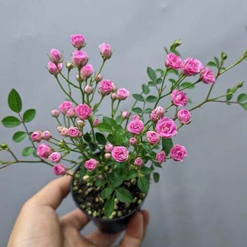 微月 须惠姬 月季花苗 微型月季灌木多头勤花 阳台绿植庭院盆栽