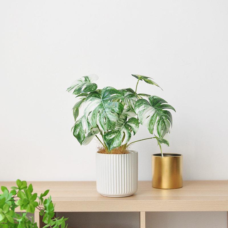 彷真绿色植物桌摆盆栽北欧风白锦龟背植物办公家居客厅装饰盆景ar