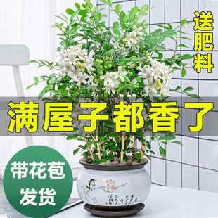 精品九里香盆栽四季 开花可水培树苗驱蚊浓香植物千里香七里香花卉