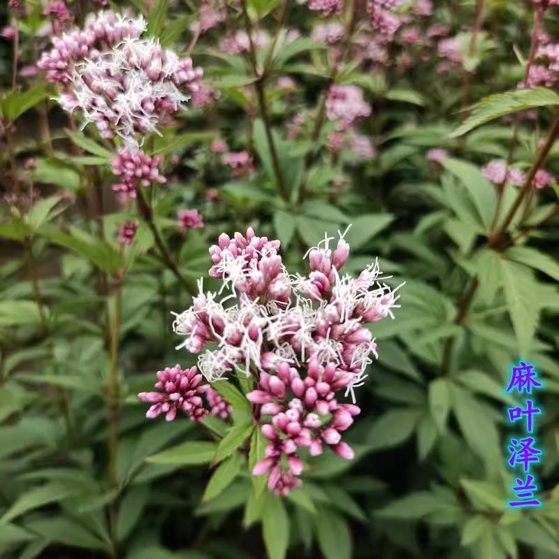 麻叶泽兰盆栽庭院阳台多年生宿根花卉花镜植物耐寒热蜜源粉花包邮