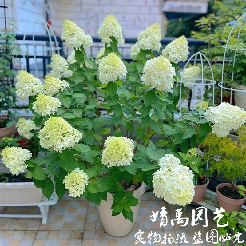 夏天耐晒 圆锥绣球 石灰灯木绣球花香草草莓花园花苗大苗活力青柠