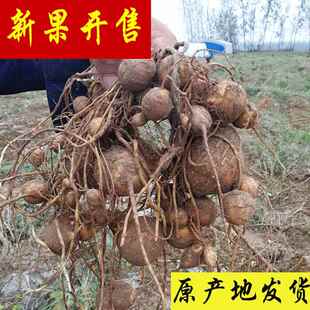 野洋芋山东单县罗汉参罗汉参海门香芋土圞儿香芋参地雷香栗参
