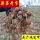 野洋芋山东单县罗汉参罗汉参海门香芋土圞儿香芋参地雷香栗参