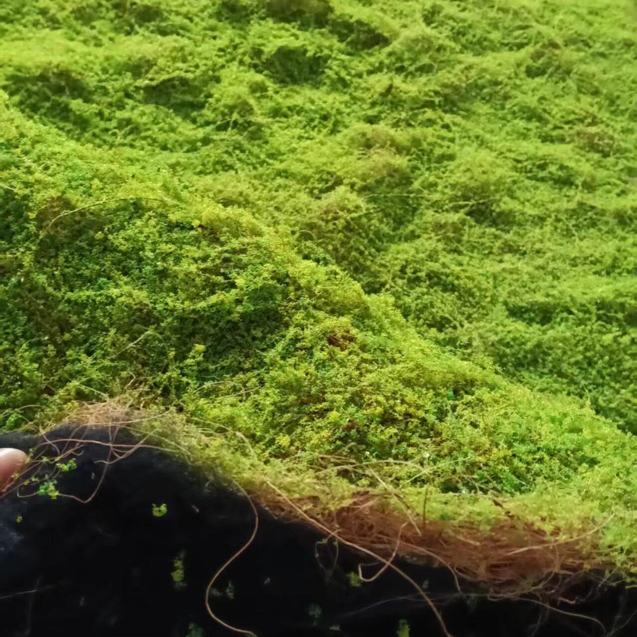 椰丝 仿真苔藓 青苔人造假永生草坪草皮微景观微造景植物室内造景
