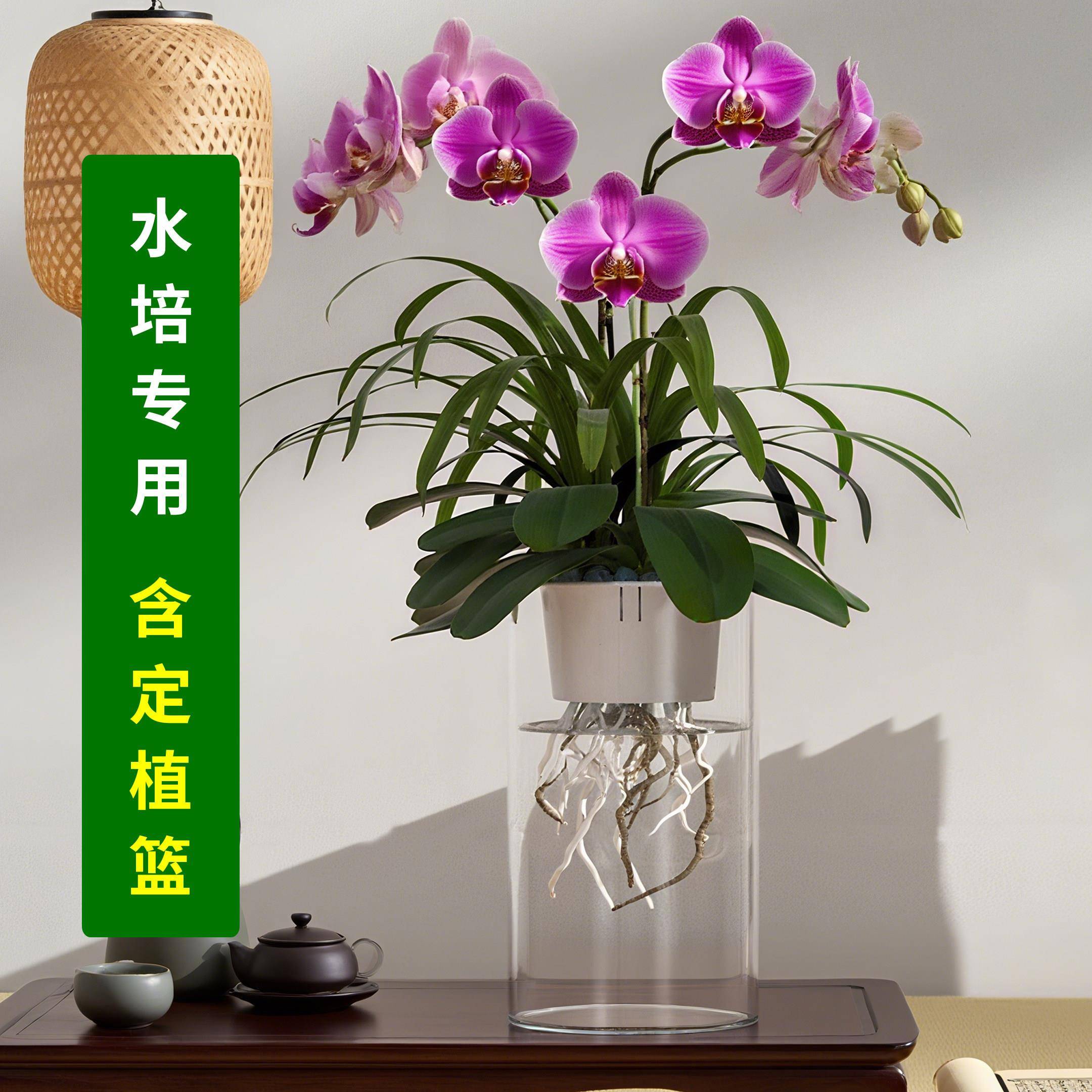 水培兰花蝴蝶兰虎皮兰专用花盆器皿家用花瓶塑料彷玻璃压克力小矮