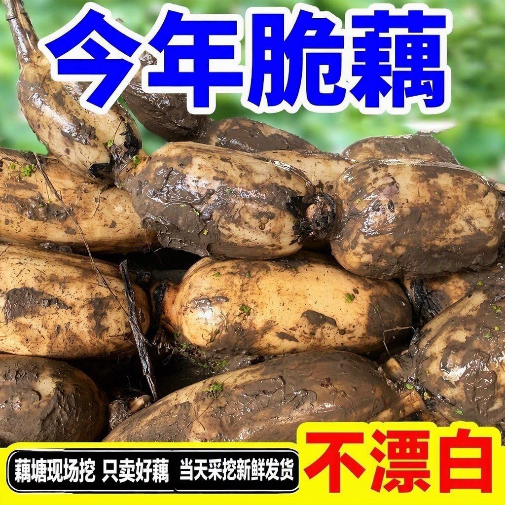 湖北朱湖新鲜莲藕现挖脆藕农家当季应季时令蔬菜不漂白带泥发货