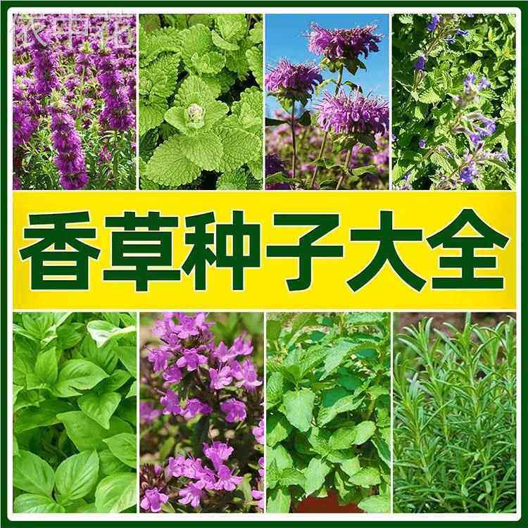 香草香菜香料佐料种子综合食用盆栽地栽小院种植蔬菜迷迭香芹菜图片