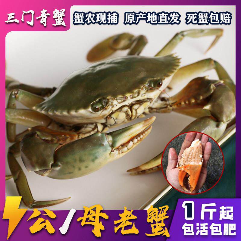 三门青蟹 鲜活 肉蟹 特大超大公母蟹 红鲟大公老蟹 现捕青蟹特产