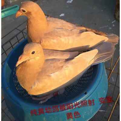 信鸽赛鸽火凤凰黑金刚纯白活鸽 纯正血统 黄金甲 纯黄幼鸽一对