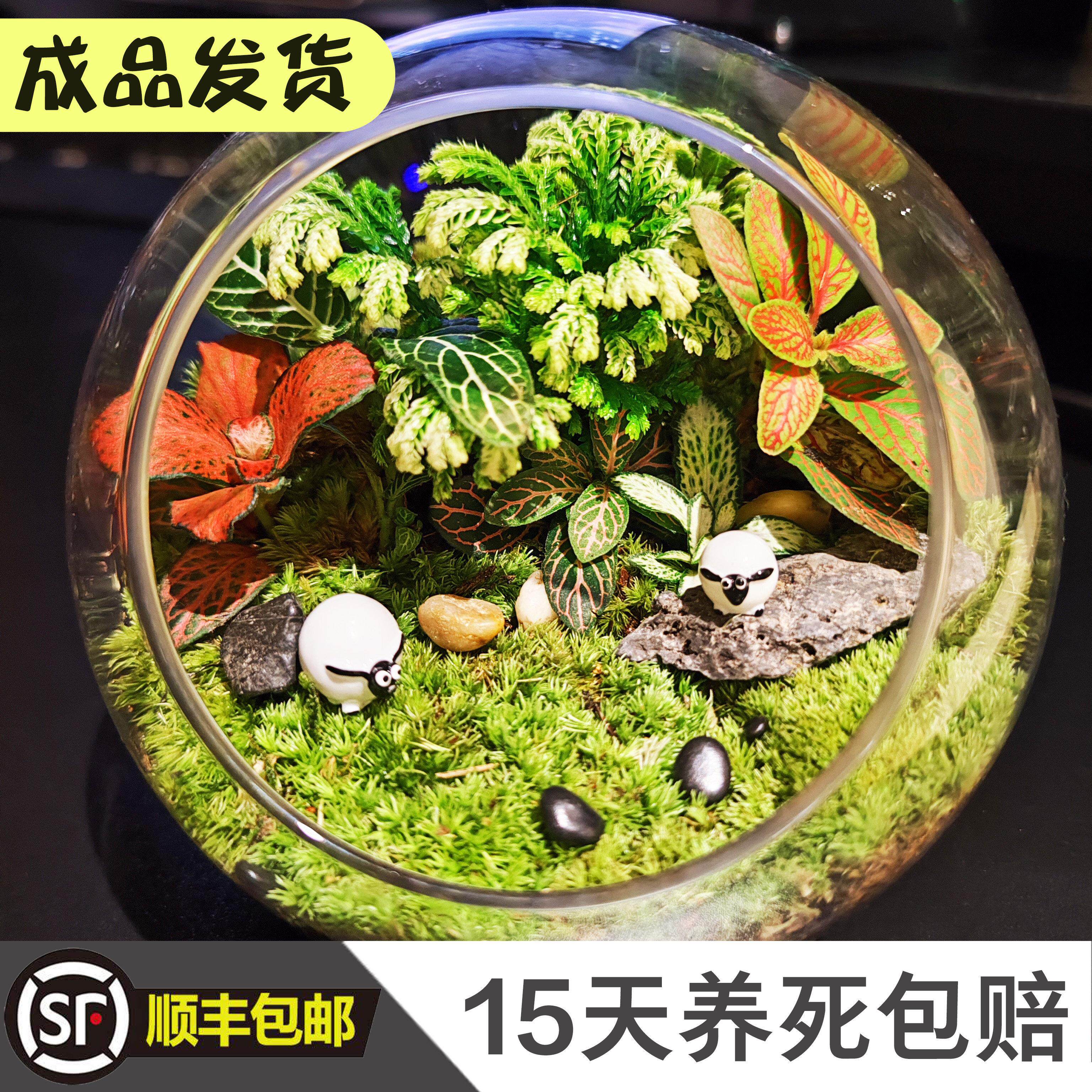 微景观生态瓶成品缸盆景玻璃苔藓创意植物造景材料全套办公室桌面