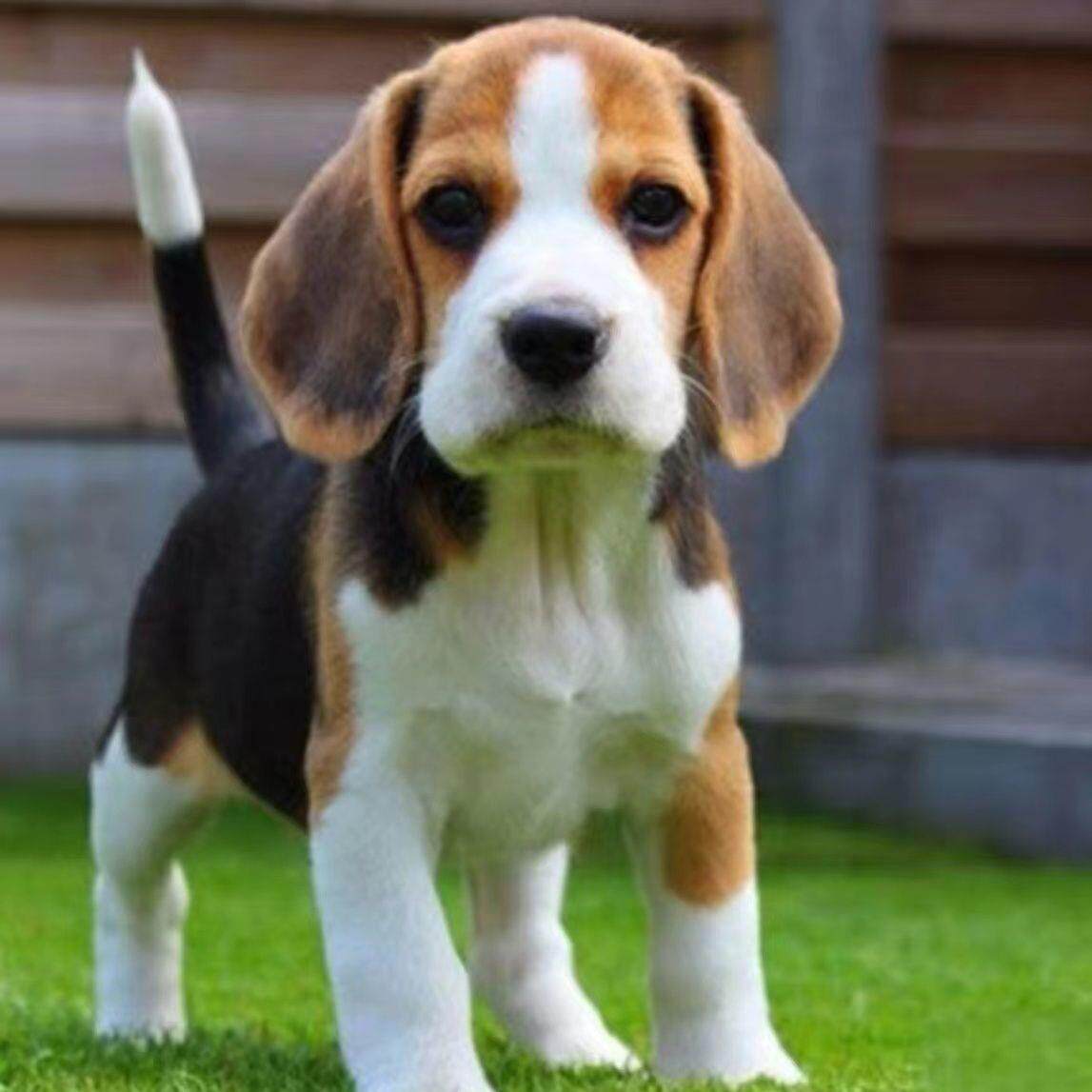 比格犬幼犬混血大耳朵巴吉度犬帅气幼崽狗狗猎兔犬米格鲁犬宠物狗