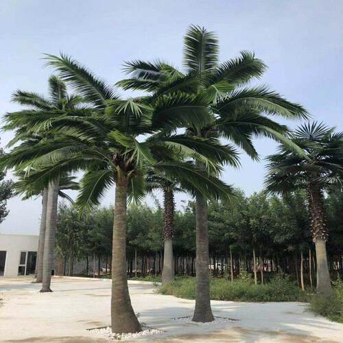 采购产品模拟椰子树，假椰子树，大型户外装饰，海滩海藻树，棕榈