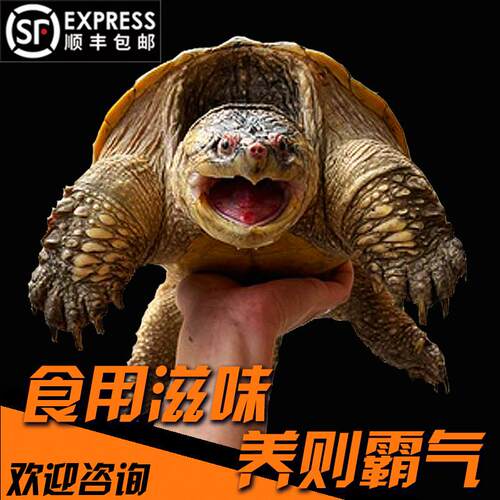鳄龟食用鳄鱼龟活物可食用养殖杂佛北美小鳄龟大乌龟幼苗宠物包活