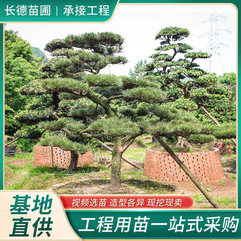 黑松造型树湖南苗木基地别墅庭院观赏花木基地直供价低质优苗木