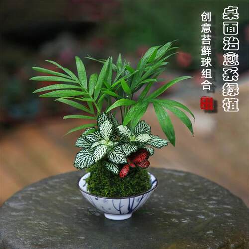 室内桌面蕨类苔藓球水培鱼缸造景