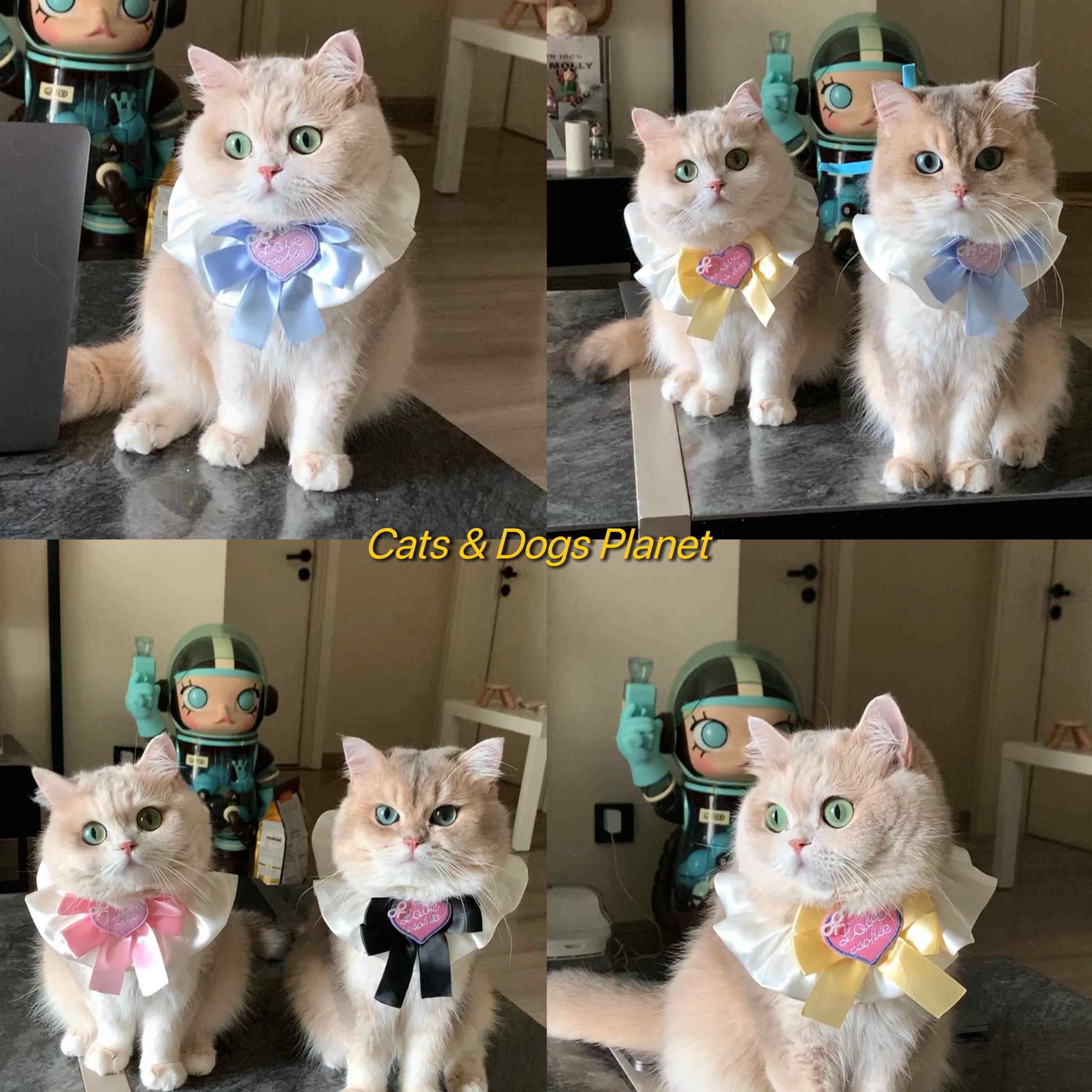 薄荷同款猫围巾小猫唾液围巾项圈围兜宠物围巾项圈小狗米口袋领结