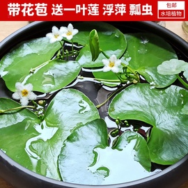 一叶莲碗莲水生花卉水培植物室内阳台四季开花美盆栽鱼缸浮萍睡莲