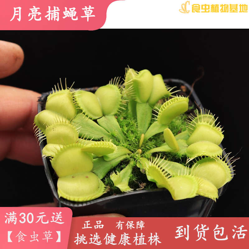 月亮捕蝇草【dionaea  moon trap】食虫植物食虫草特征型捕虫草