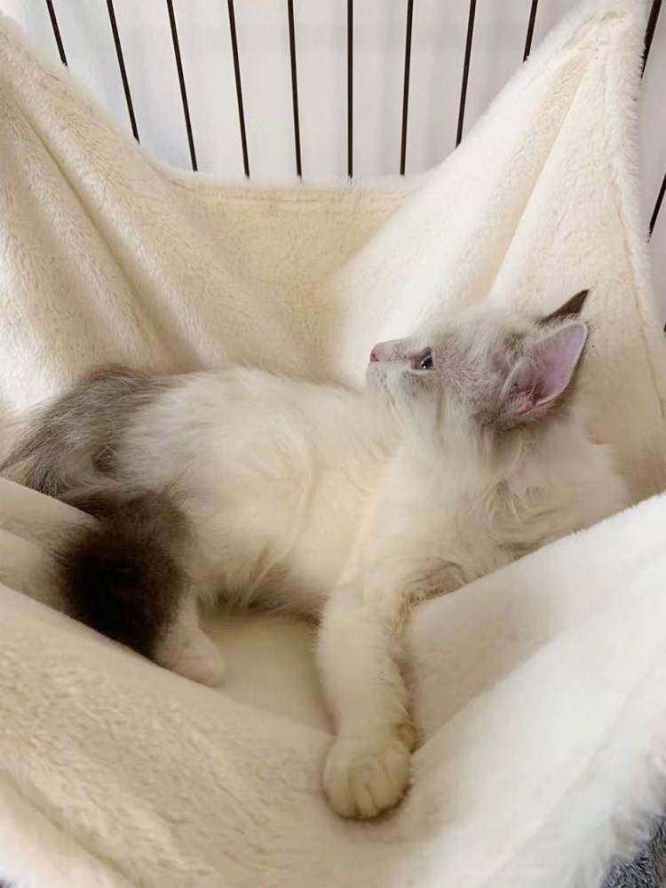 貓吊床貓籠吊床貓墊子貓床寵物床墊貓窩貓咪用品貓挂床貓咪吊床在類目 寵物/寵物食品及用品, 貓/狗日用品, 牀/墊/沙發（新）, 牀中 - 來自Buy2taobao.com提供專業的淘寶代購服務