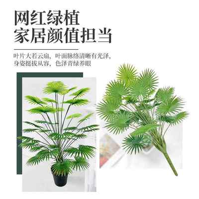 大型摆件装饰散尾KIJ葵仿景真室造植物仿扇葵叶组内合真绿植造景