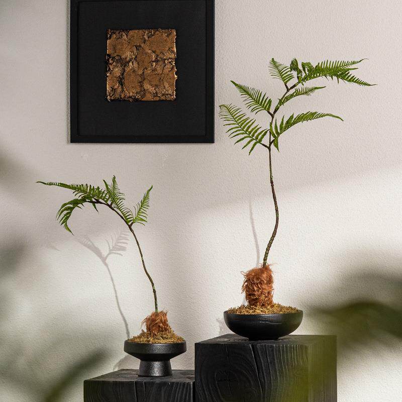 艺XMW贝子植新式中仿真文竹物微景观造景花书茶艺室案头房装饰品
