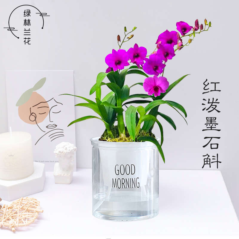 兰花苗 泼墨石斛兰盆栽带花出售 小美庭院文心兰桌面好养水培花卉