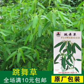 花种子跳舞草 阳台观赏植物 花卉种子草多年生趣味观叶植物春秋播