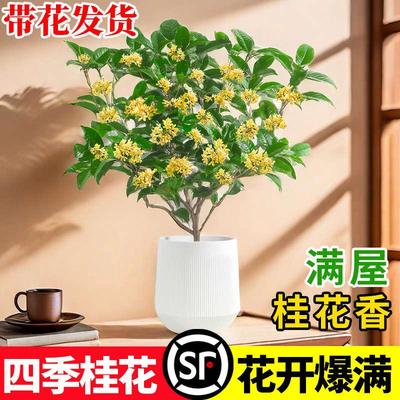 桂花盆栽四季浓香型桂花树易活树苗植物花卉矮花不怕晒不怕冻的花