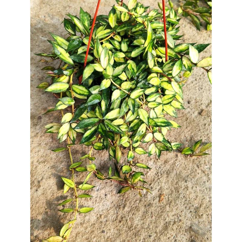 天涯球兰 (Hoya Lacunosa Variegata) 长叶裂瓣内锦室内垂吊花卉