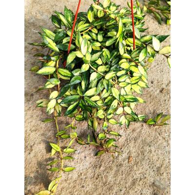 天涯球兰 (Hoya Lacunosa Variegata) 长叶裂瓣内锦室内垂吊花卉