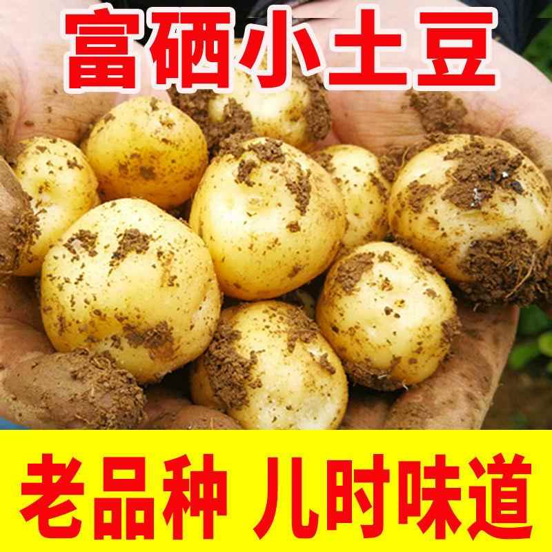 正宗恩施小土豆10斤包邮新鲜士豆黄心软糯富硒蔬菜农家马铃薯洋芋