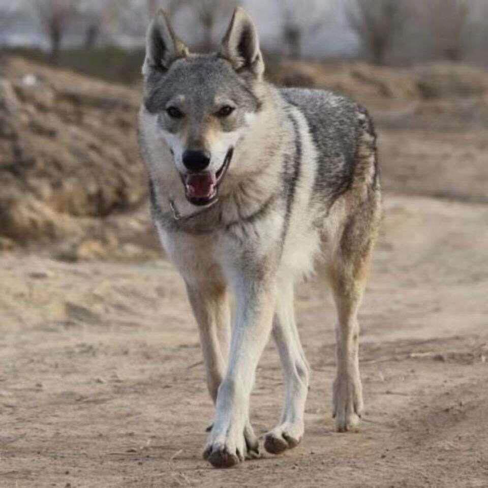 精品捷克狼犬幼崽大型威猛霸气护住忠心狗狗捷克狼狩猎猛犬狼幼宠