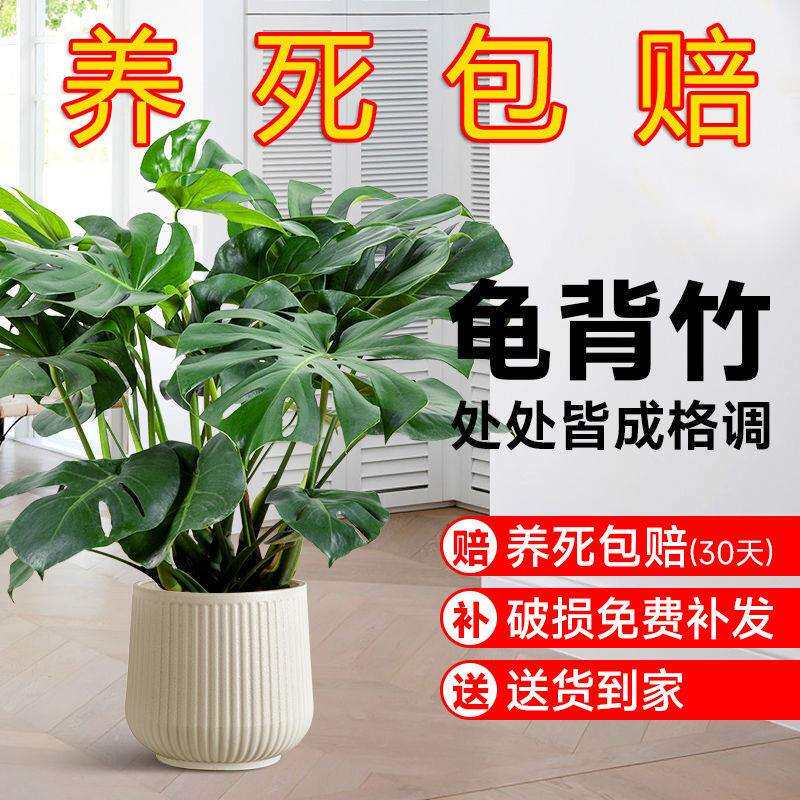 乔迁新居盆栽植物客厅摆放搬家绿植大颗好养大叶子大厅花盆龟背竹