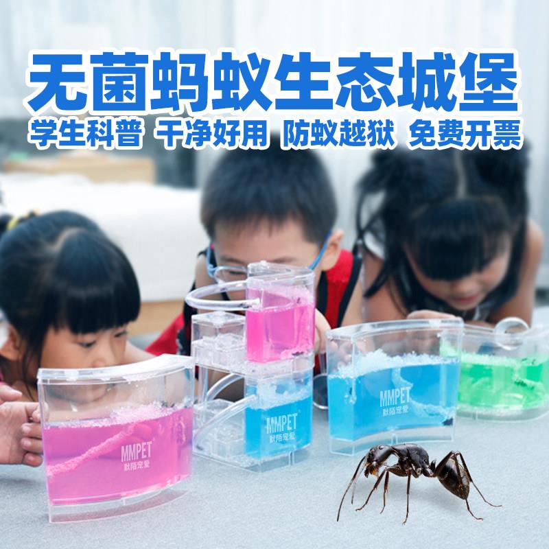无菌蚂蚁工坊城堡学生套餐超大盒子生态箱宠物蚂蚁活体弓背蚁后