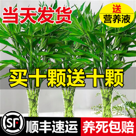 富贵竹水培植物转运竹，花卉绿植室内盆栽绿萝水养，带根鲜花发财树