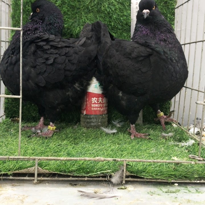 精品圆环摩登鸽子