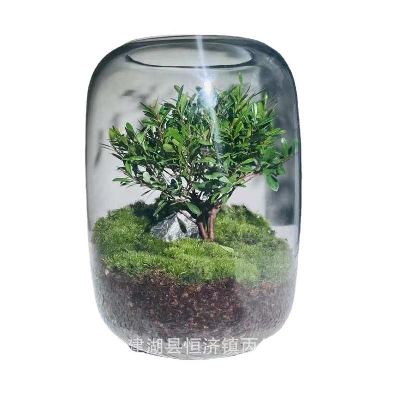 生态造景玻璃苔藓植物微鱼缸透明容器瓶ins玻璃瓶水培景观
