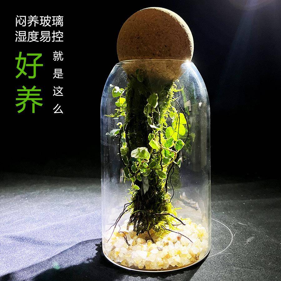 【阿凡达生态瓶】微景观花叶霹雳植物瓶室内桌面阳台摆件净化空气