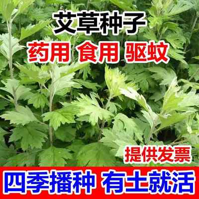 艾草种籽种植食用艾草种子药用野生艾草种孑大叶艾蒿青蒿四季驱蚊