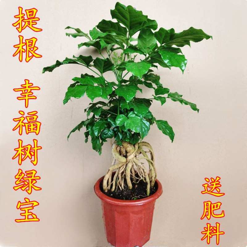 绿宝树树盆栽根树办公室室内发财植平安绿盆栽盆栽幸福树提客厅