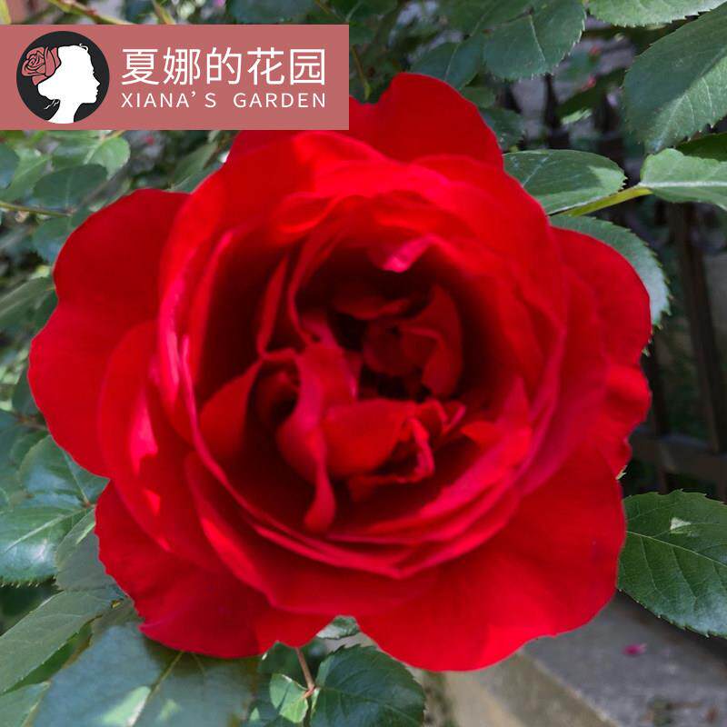 佛罗伦蒂娜季佛罗伦萨/藤本月多季开花夏娜的花正大红色花勤花爬