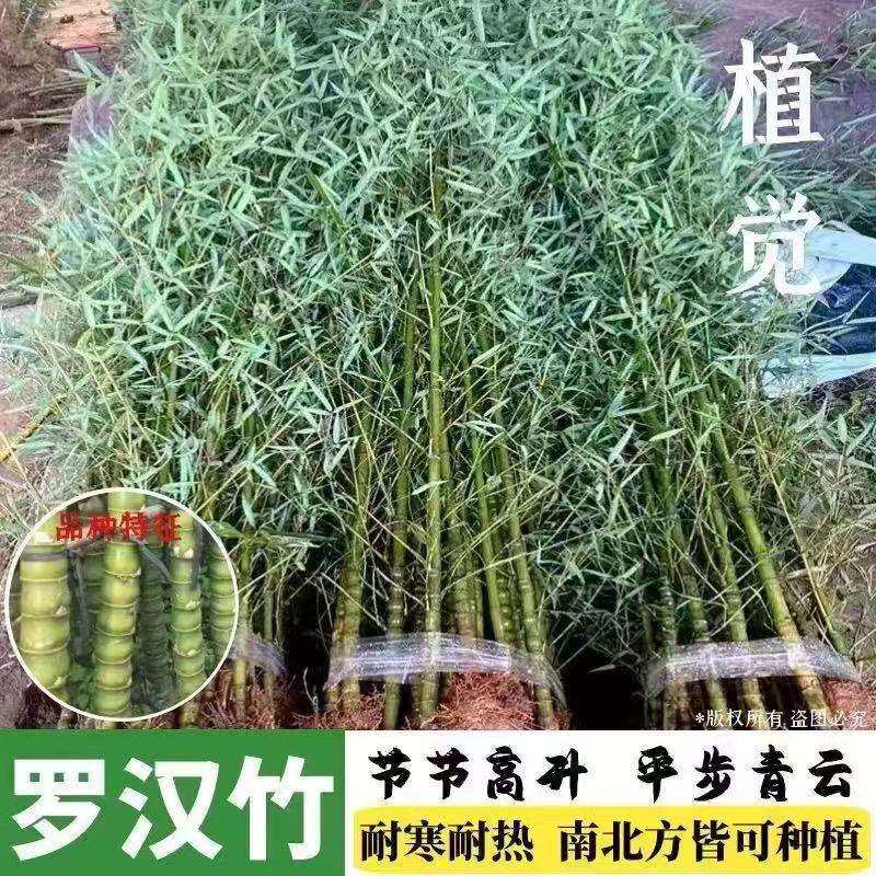 竹子苗庭院四季常青室外耐寒室内盆栽早园竹苗金镶玉室外绿植
