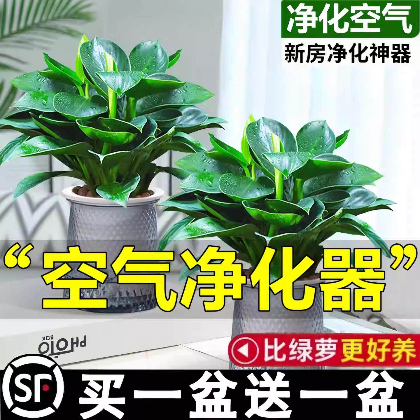 铂金钻盆栽绿萝箩花卉植物室内花水培绿植多肉好养发财树高颜值花