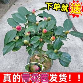 茶花苗带花苞四季山茶花树苗盆栽阳台客厅花卉五色赤丹十八学士