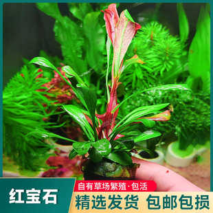 红宝石极乐鸟水草红色椒草稀有水草鱼缸沉木造景中后景水下叶植物