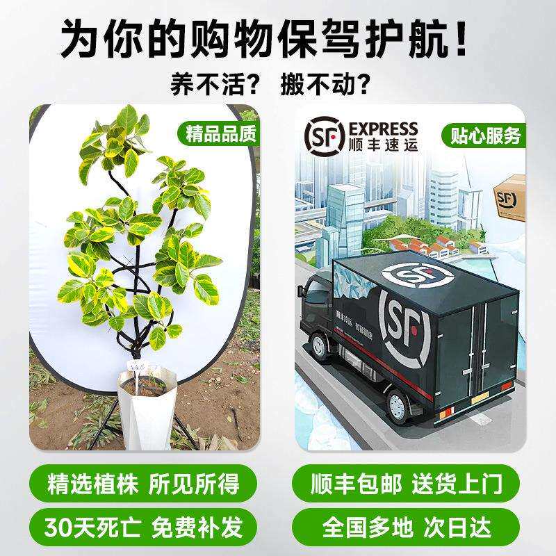黄金榕客厅绿植室内大型植物富贵榕橡皮树大盆栽落地大号好养禄植图片